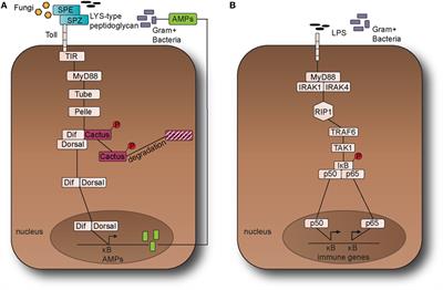 Nuclear Factor-Kappa B and Alzheimer Disease, Unifying Genetic and Environmental Risk Factors from Cell to Humans